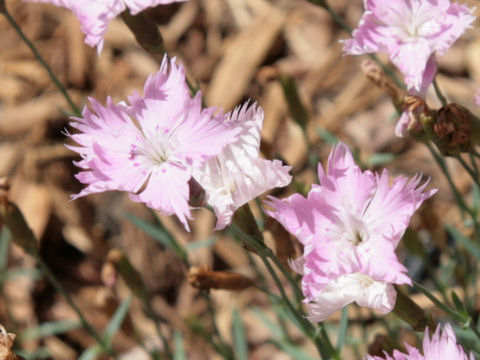 Dianthus gratianopolitanus cv. Bath's Pink