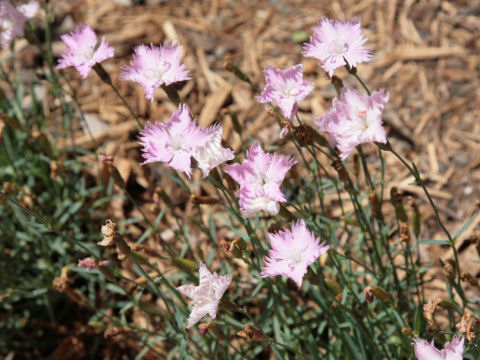 Dianthus gratianopolitanus cv. Bath's Pink