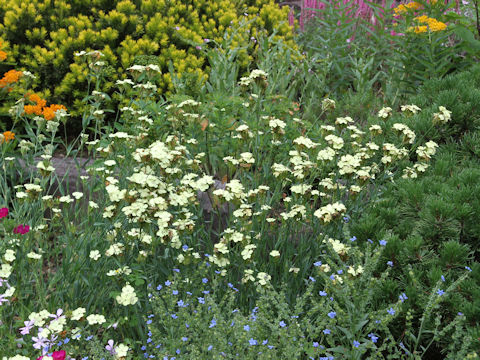 Dianthus knappii 'Yellow Harmony'
