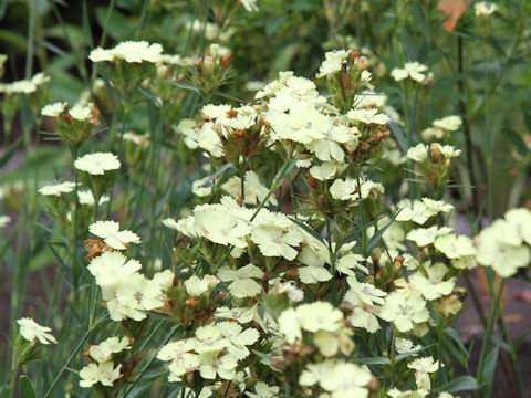 Dianthus knappii 'Yellow Harmony'