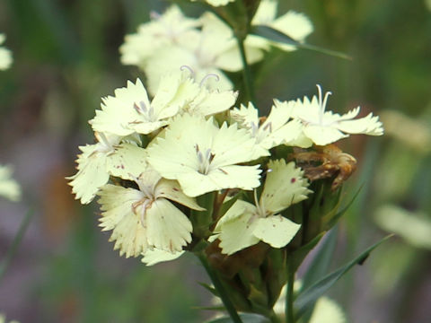 Dianthus knappii 'Yellow Harmony'