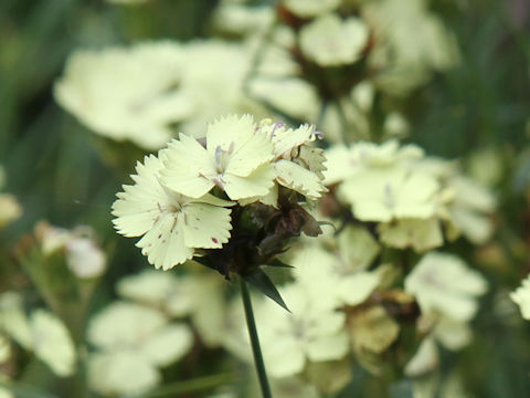 Dianthus knappii 'Yellow Harmony'