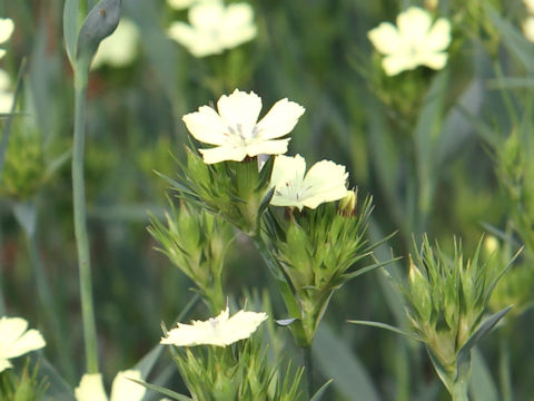 Dianthus knappii 'Yellow Harmony'