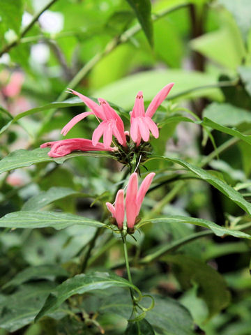 Dianthera nodosa