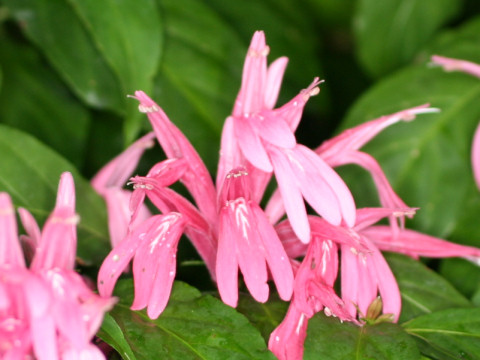 Dianthera nodosa