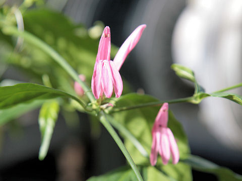 Dianthera nodosa