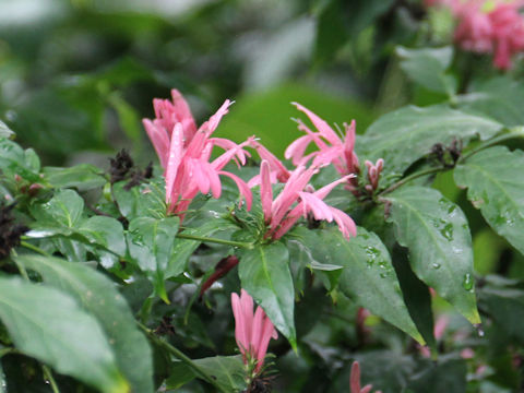 Dianthera nodosa