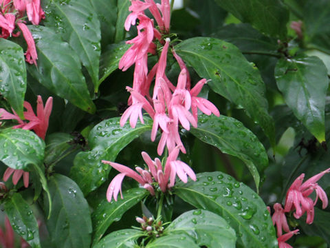 Dianthera nodosa