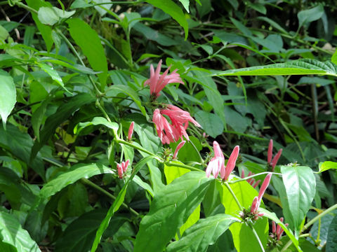 Dianthera nodosa