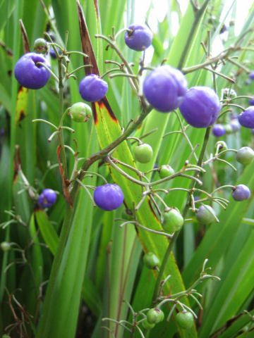 Dianella revoluta