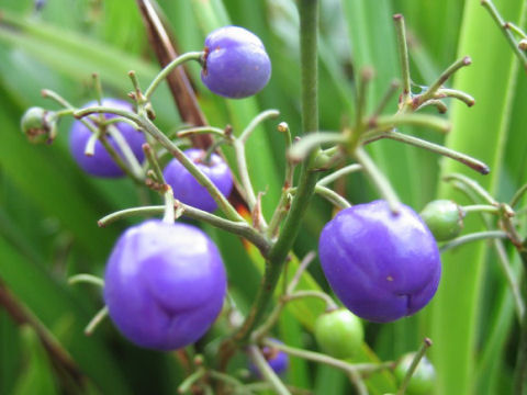 Dianella revoluta