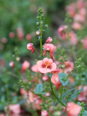 Diascia fetcaniensis cv.