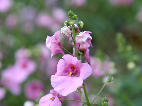 Diascia fetcaniensis cv.