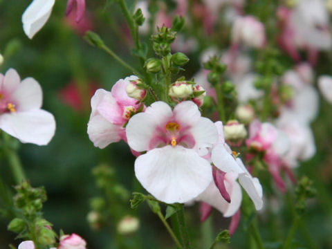 Diascia fetcaniensis cv.