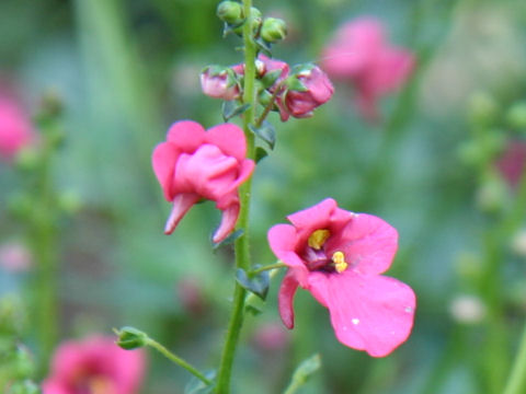 Diascia fetcaniensis cv.