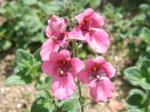 Diascia fetcaniensis cv. Daydream