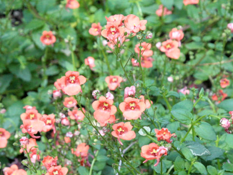 Diascia fetcaniensis cv.