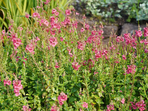 Diascia fetcaniensis cv.