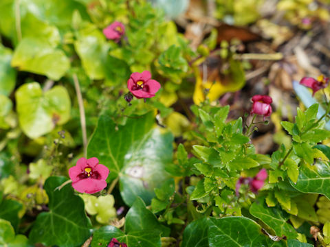 Diascia fetcaniensis cv.