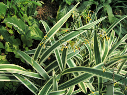 Dianella tasmanica