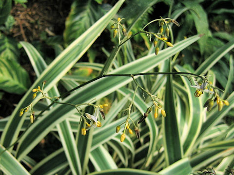 Dianella tasmanica