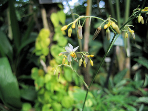 Dianella tasmanica