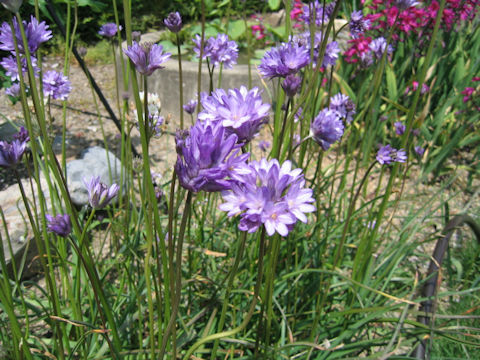 Dichelostemma congestum