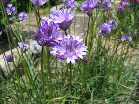 Dichelostemma congestum