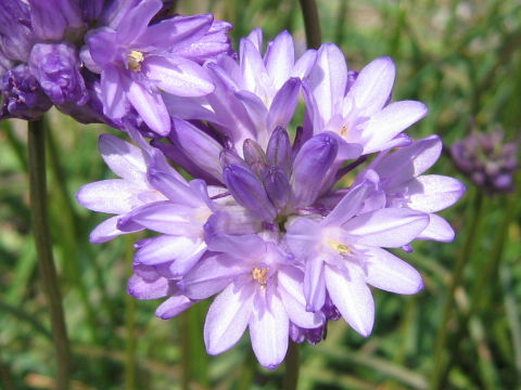 Dichelostemma congestum