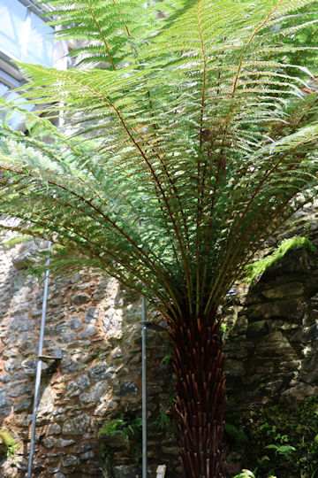 Dicksonia fibrosa