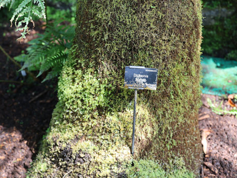Dicksonia fibrosa