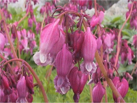 Dicentra formosa