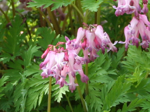 Dicentra formosa