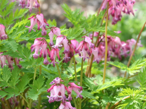 Dicentra formosa