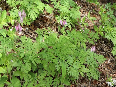 Dicentra formosa