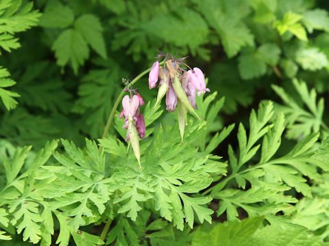 Dicentra formosa