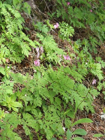 Dicentra formosa