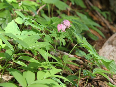 Dicentra formosa