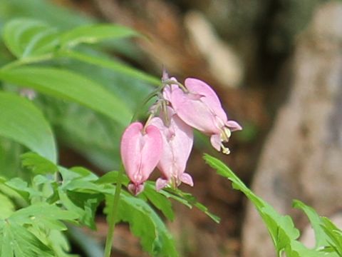 Dicentra formosa