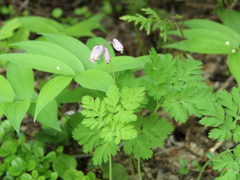 Dicentra formosa