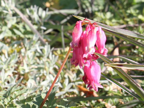 Dicentra formosa