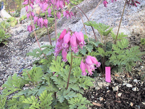 Dicentra cv. Luxuriant