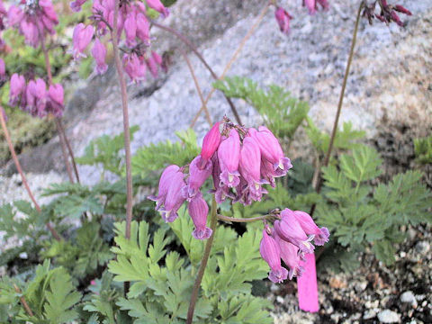 Dicentra cv. Luxuriant