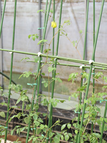 Dicentra scandens