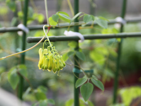 Dicentra scandens