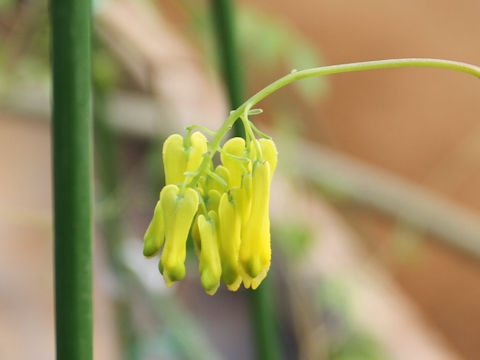 Dicentra scandens