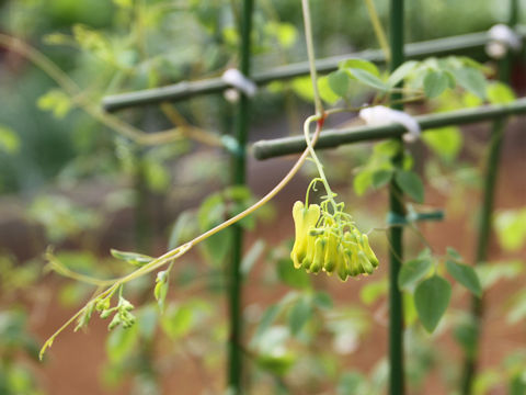 Dicentra scandens