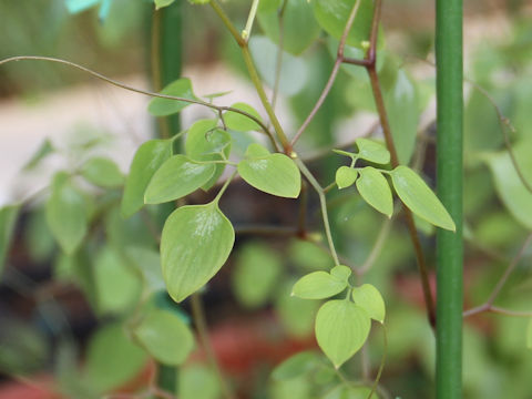 Dicentra scandens