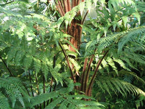 Dicksonia squarrosa