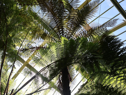 Dicksonia squarrosa